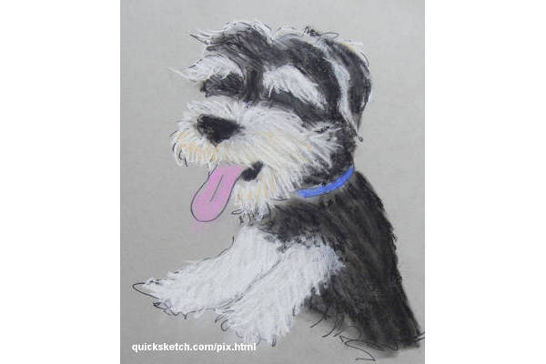 pet portrait Pastel of black and white dog fine art pet portrait artist from where i stand Affordable art prints and custom paintings by marty macaluso artist website